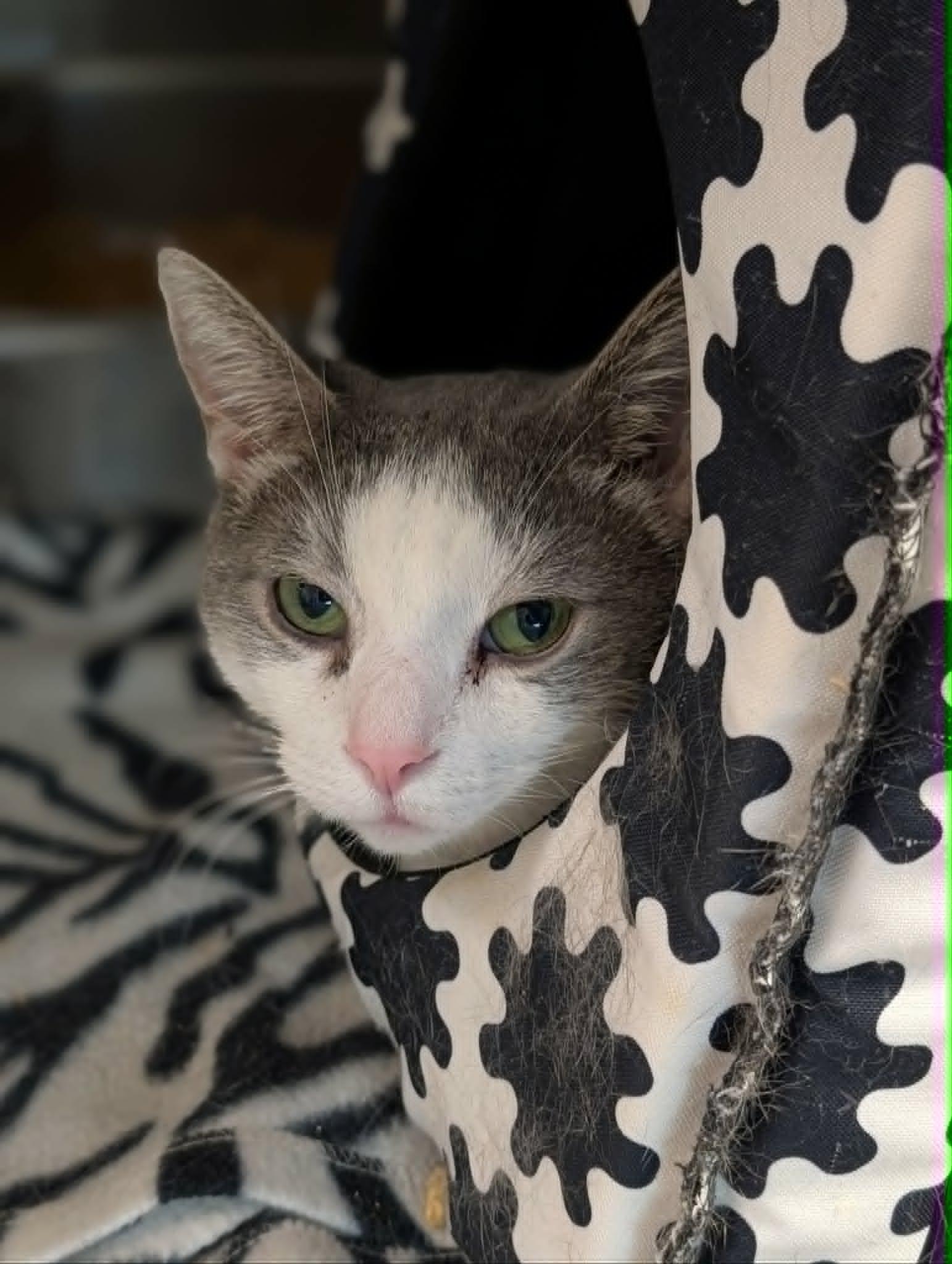 Enlarge Jack A Bean, a ADOPTABLE mixed breed in Chambersburg, PA image 2/2