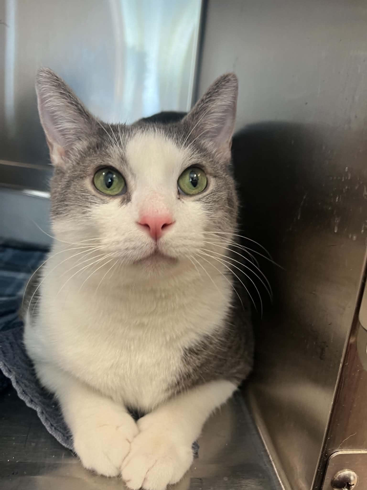 Jack A Bean, ADOPTABLE, Senior Male Domestic Short Hair.