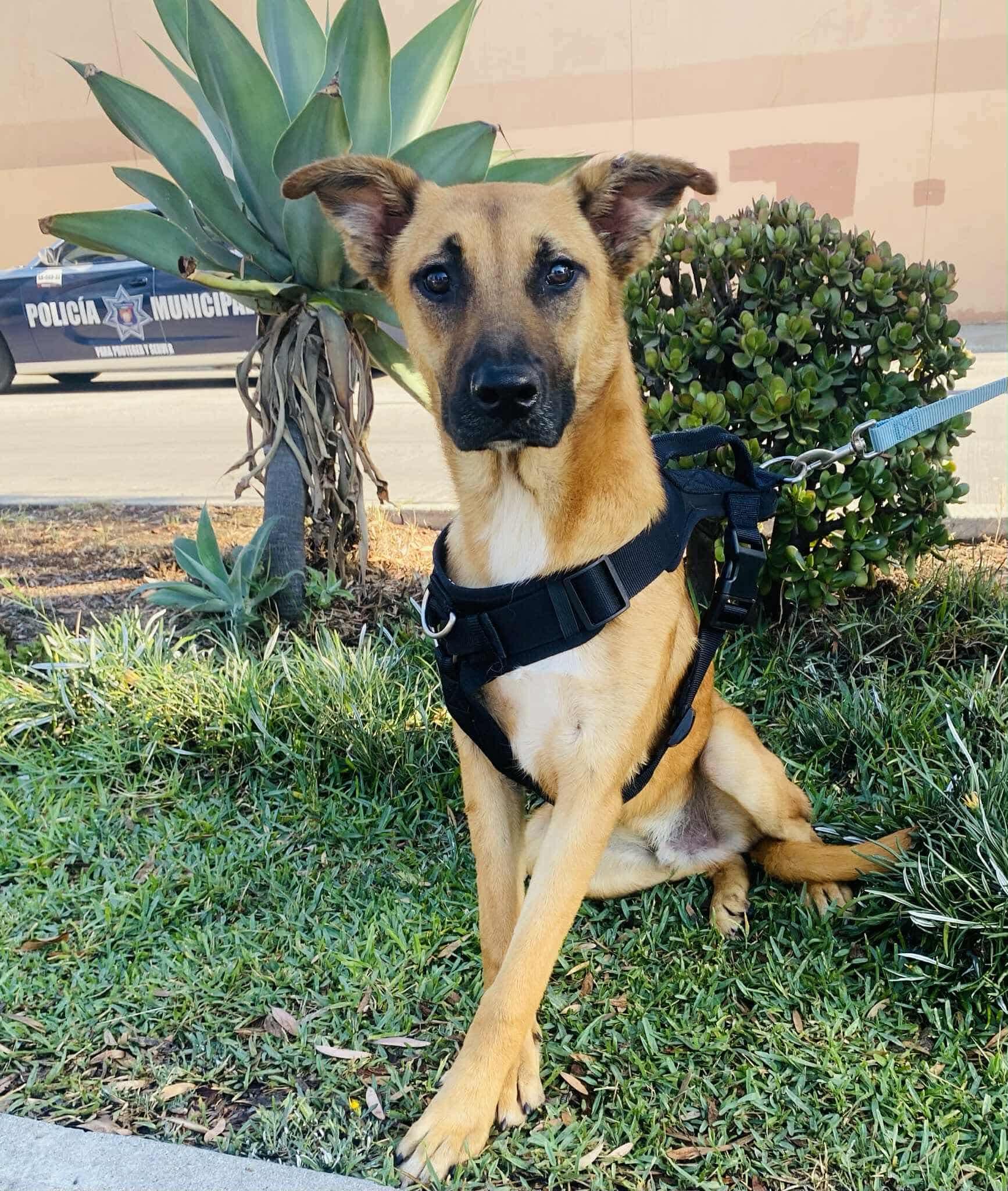 Enlarge Wolfie, a Adoptable Mixed Breed in Puyallup, WA image 3/6