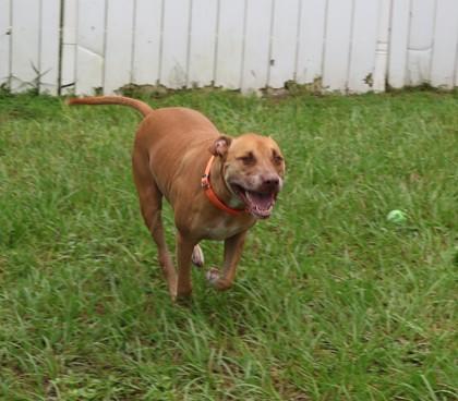 Sasha, a ADOPTABLE mixed breed in Inverness, FL image 2/3