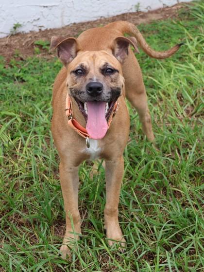 Sasha, a ADOPTABLE mixed breed in Inverness, FL image 1/3