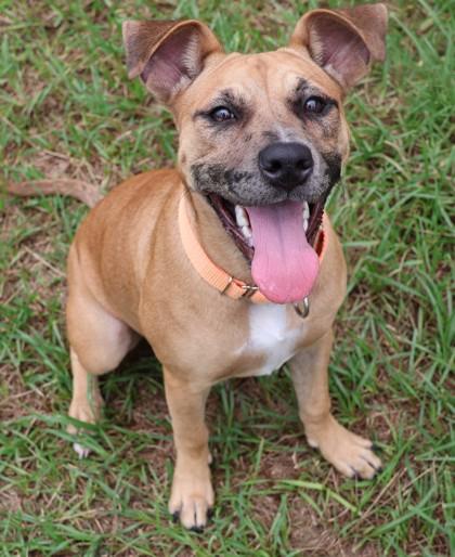 Sasha, a ADOPTABLE mixed breed in Inverness, FL image 3/3