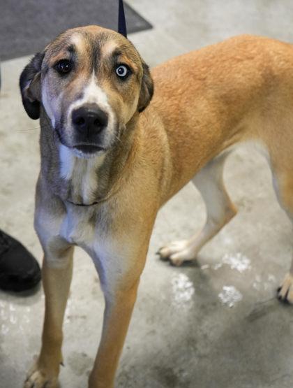 Enlarge Aurora, a Adopted Great Dane in London, ON image 1/1