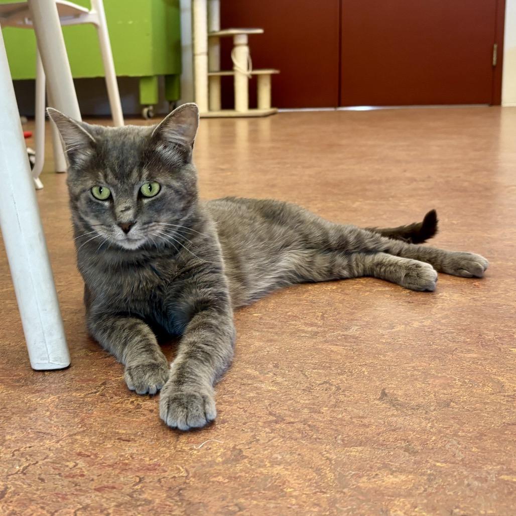 Enlarge Sir Chunks, a Adoptable Domestic Short Hair in Glenwood Springs, CO image 4/6