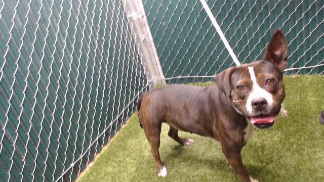Enlarge FRIDA, a Adoptable Pit Bull Terrier in Downey, CA image 1/1