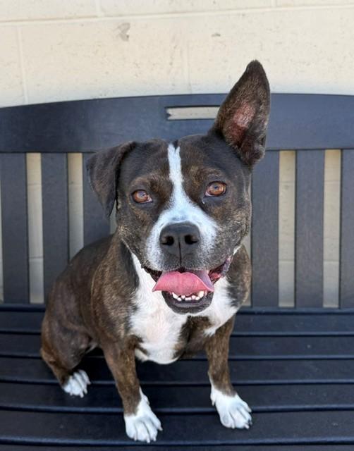 FRIDA, Adoptable, Young Female Pit Bull Terrier.