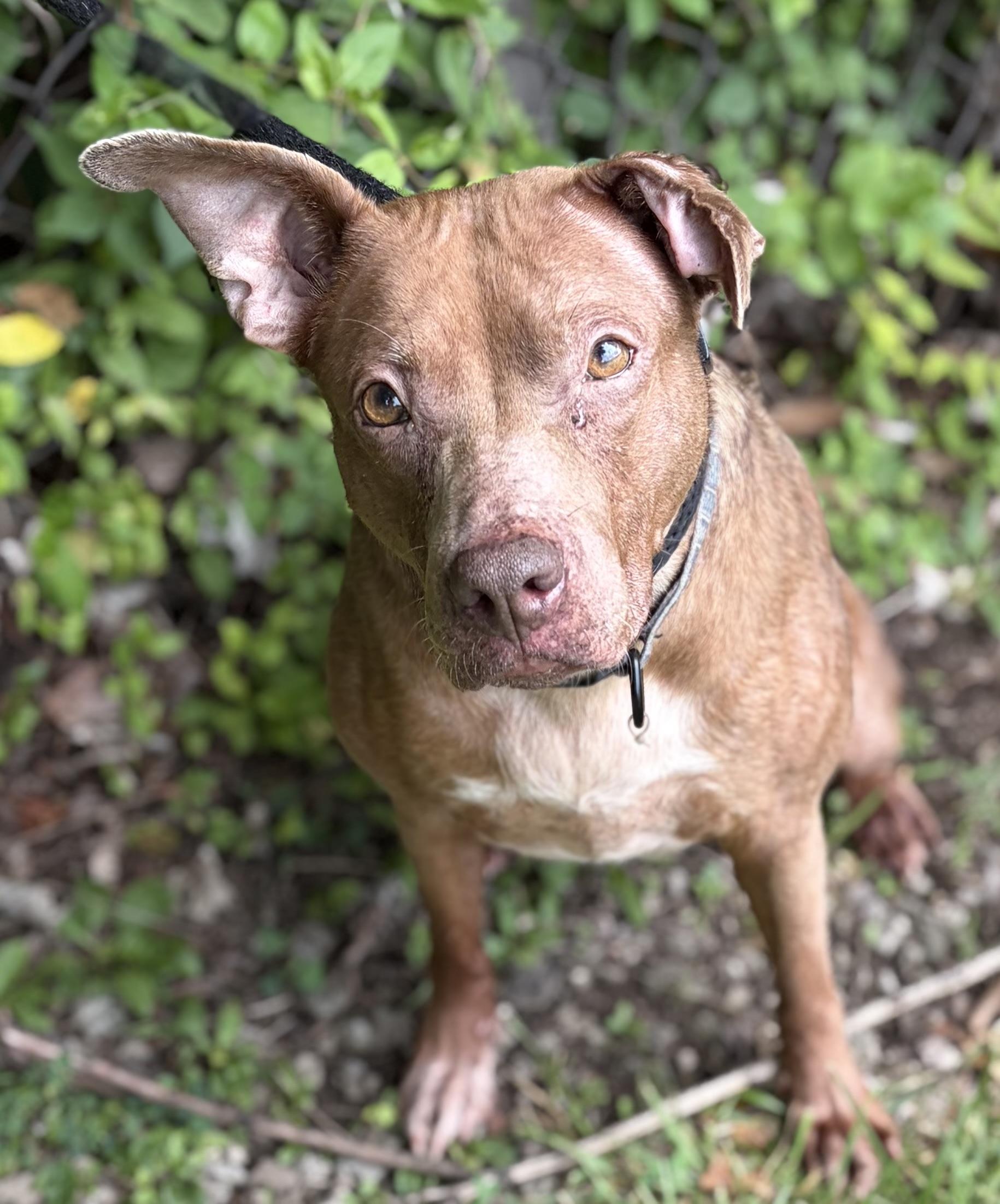 Maggie, ADOPTABLE, Adult Female Mixed Breed.