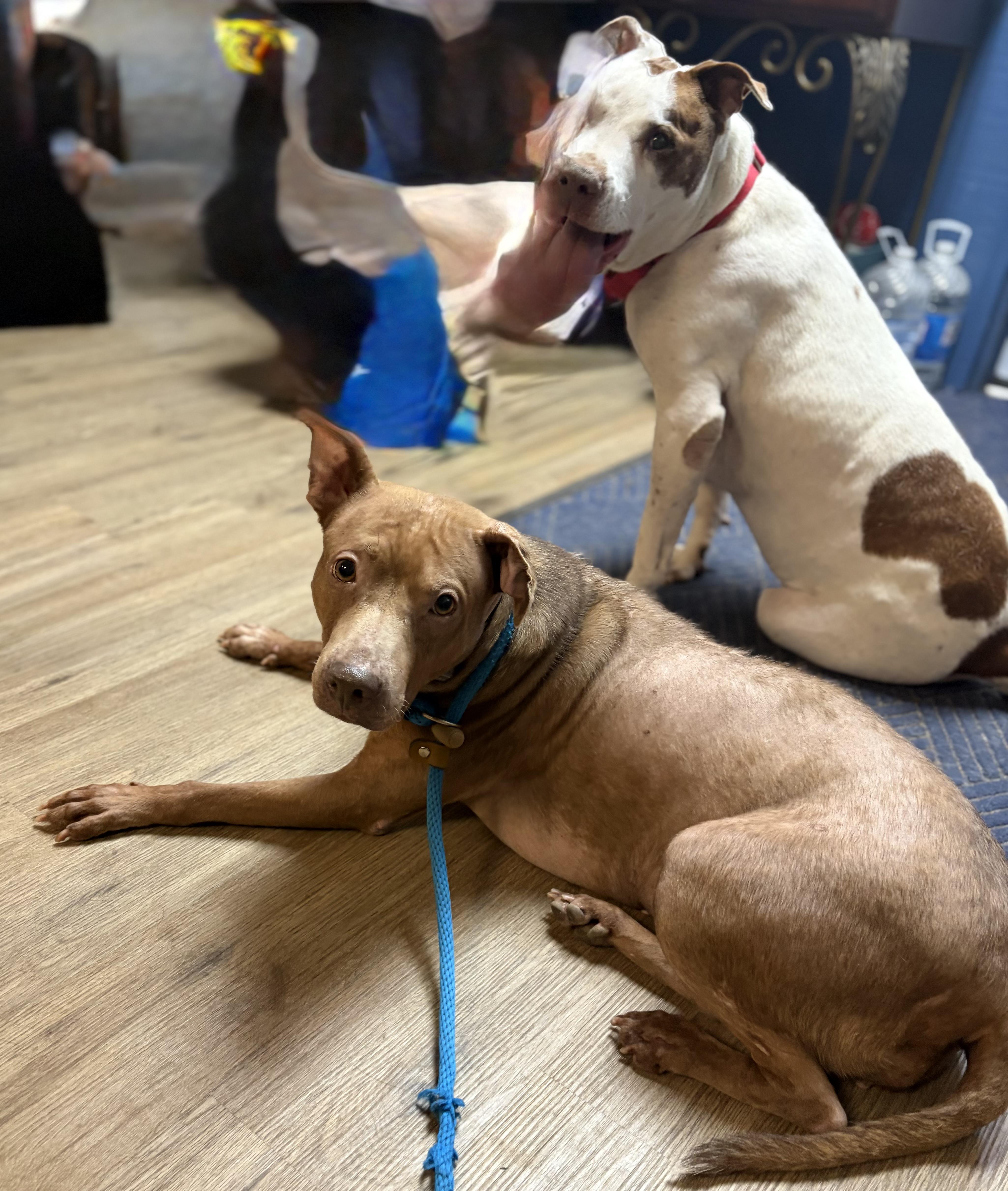 Maggie, a ADOPTABLE Mixed Breed in McKeesport, PA image 6/6