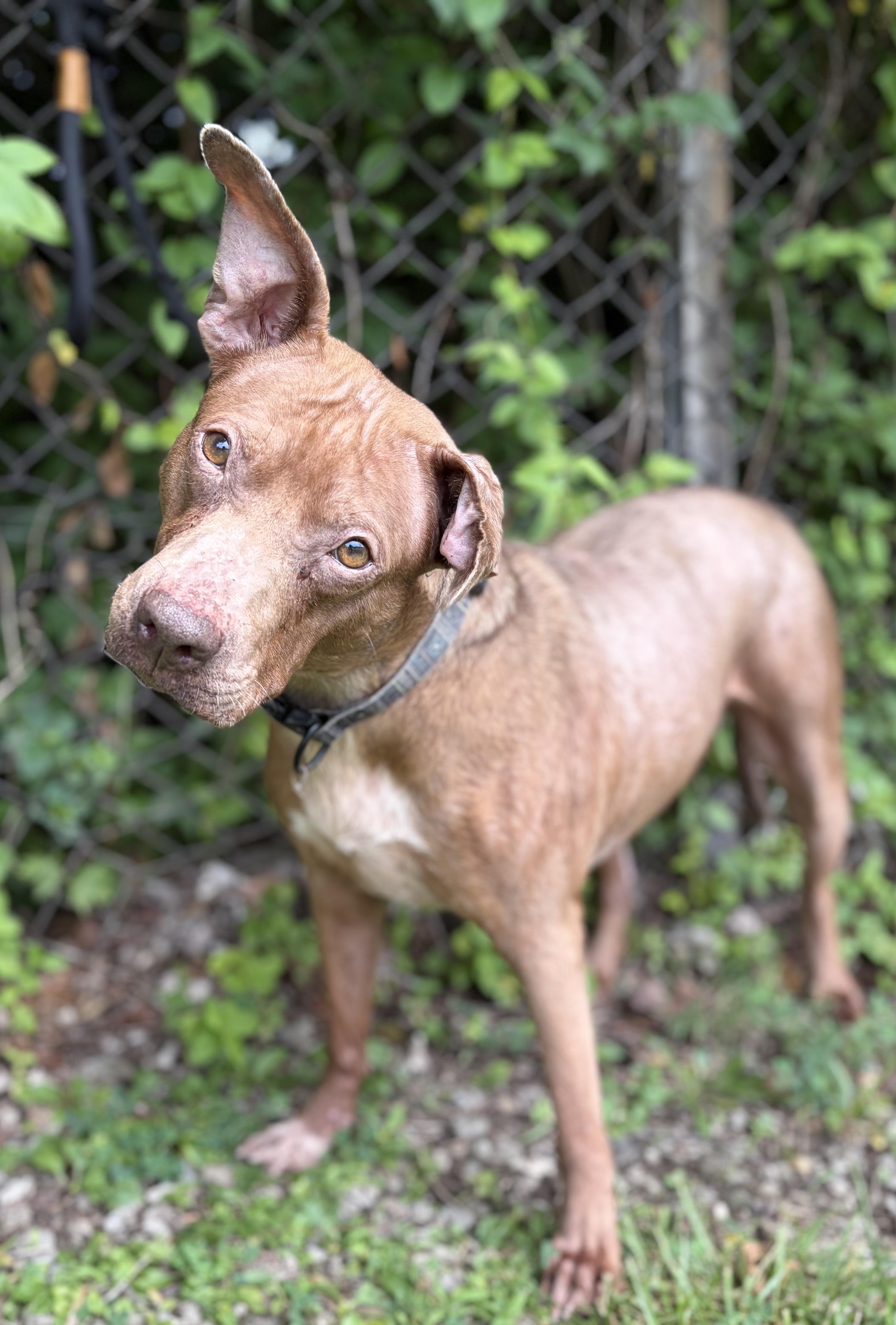 Maggie, a ADOPTABLE Mixed Breed in McKeesport, PA image 3/6