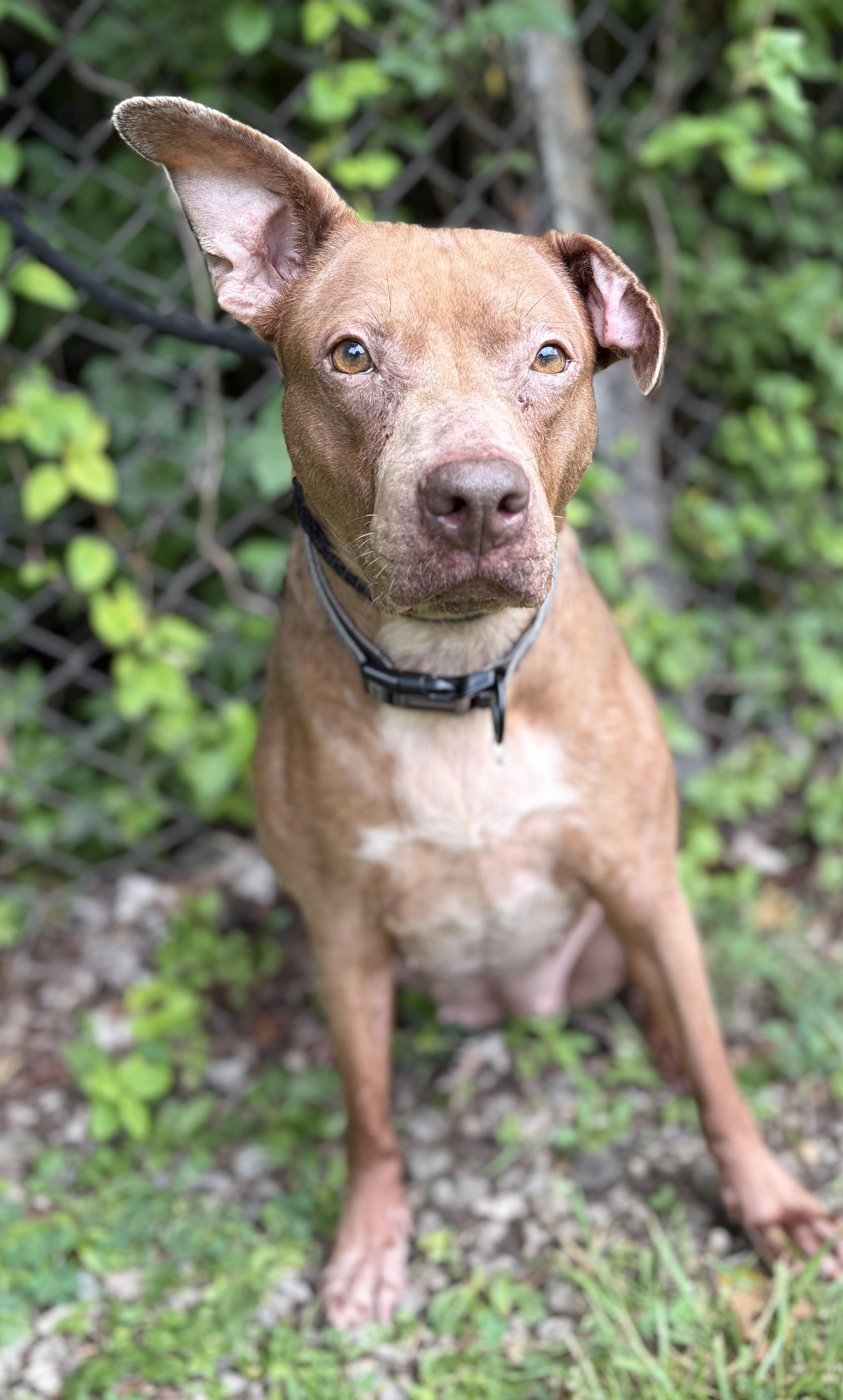 Maggie, a ADOPTABLE Mixed Breed in McKeesport, PA image 5/6