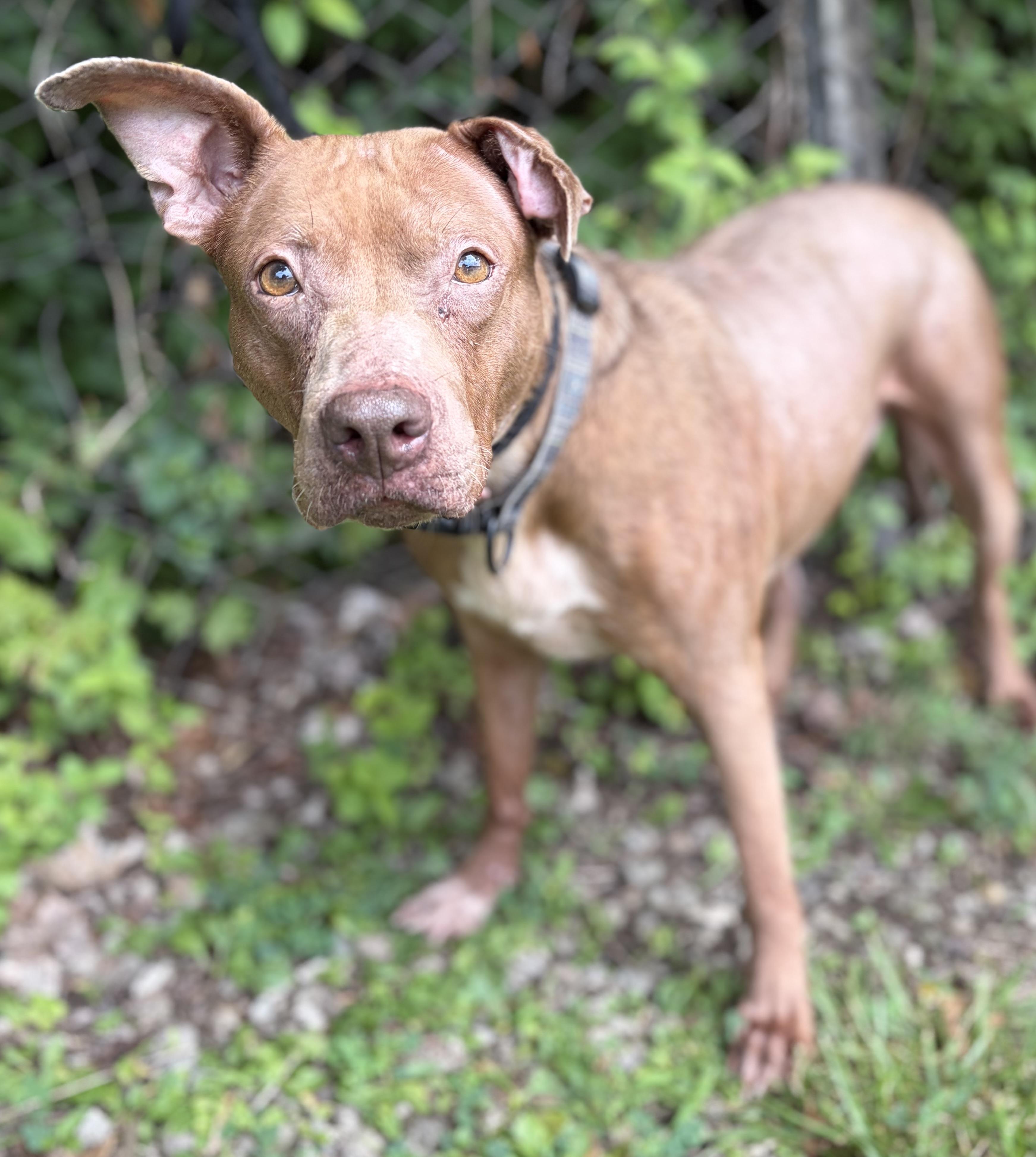 Maggie, a ADOPTABLE Mixed Breed in McKeesport, PA image 2/6