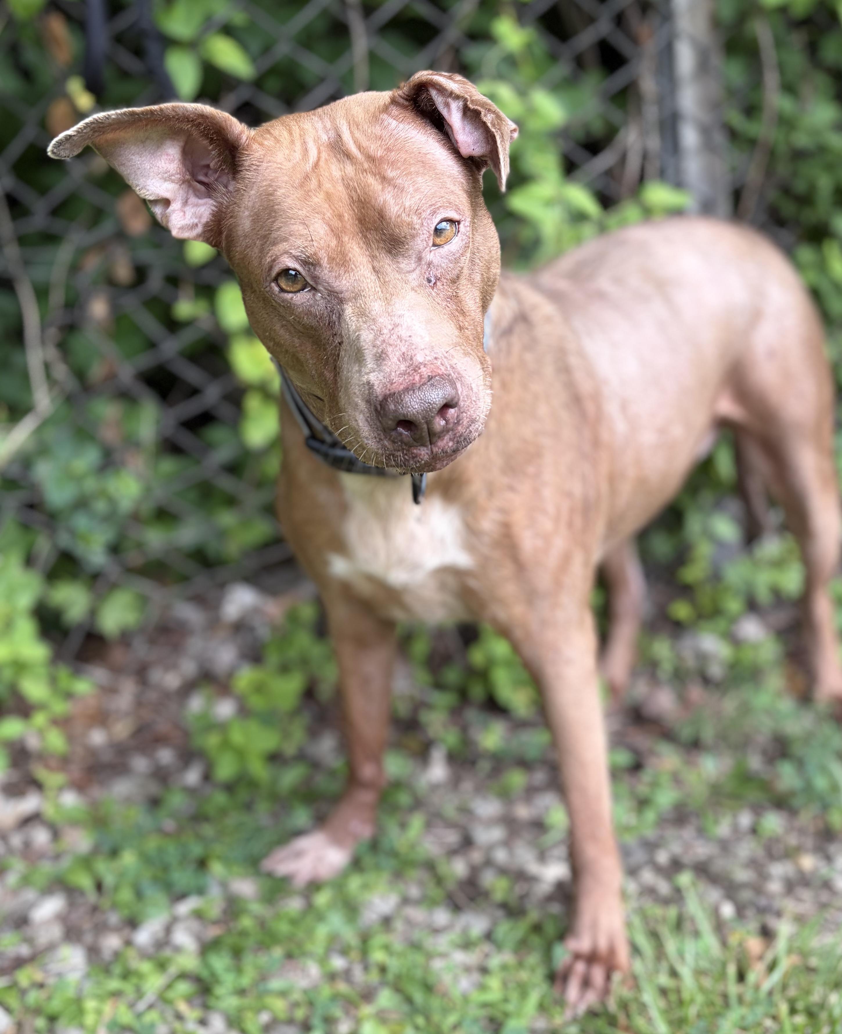 Maggie, a ADOPTABLE Mixed Breed in McKeesport, PA image 4/6
