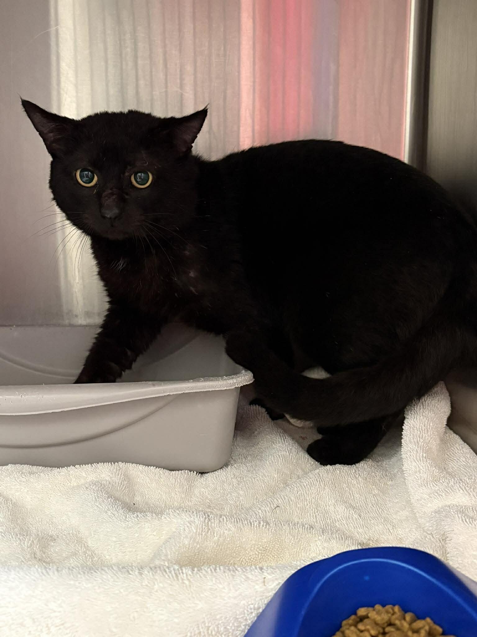 Eclipse, Adoptable, Adult Male Domestic Short Hair.