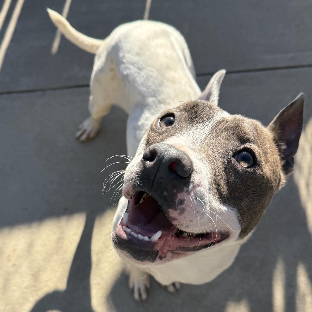 Amelia, Adoptable, Adult Female Mixed Breed.