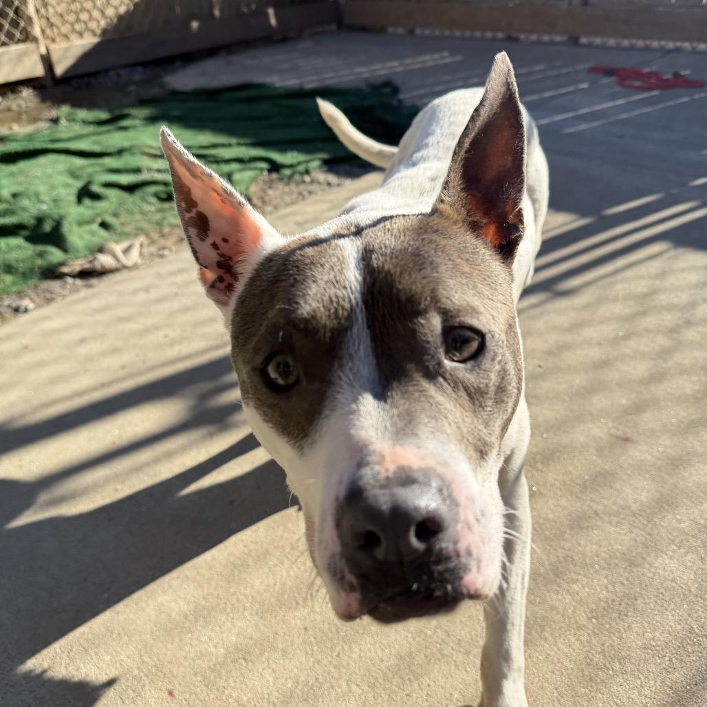 Enlarge Amelia, a Adoptable Mixed Breed in Hamilton, GA image 2/6