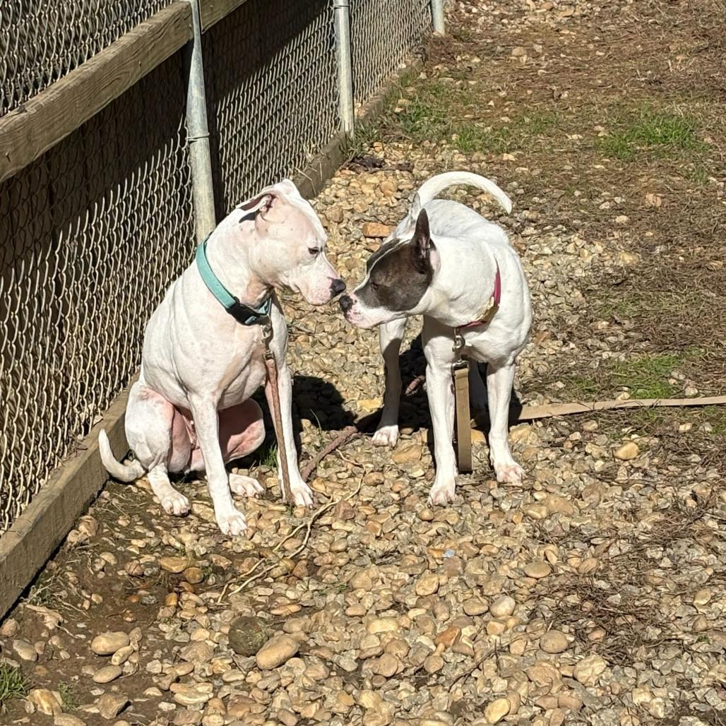 Enlarge Amelia, a Adoptable Mixed Breed in Hamilton, GA image 3/6