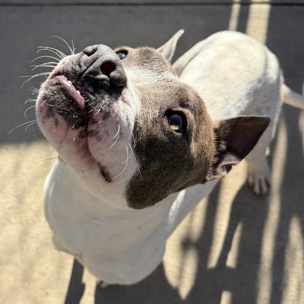 Enlarge Amelia, a Adoptable Mixed Breed in Hamilton, GA image 4/6