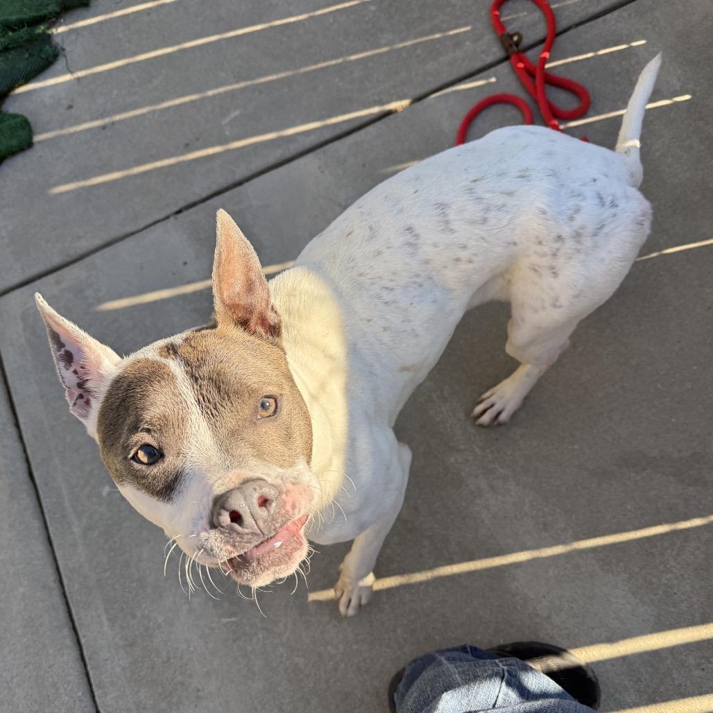 Enlarge Amelia, a Adoptable Mixed Breed in Hamilton, GA image 5/6