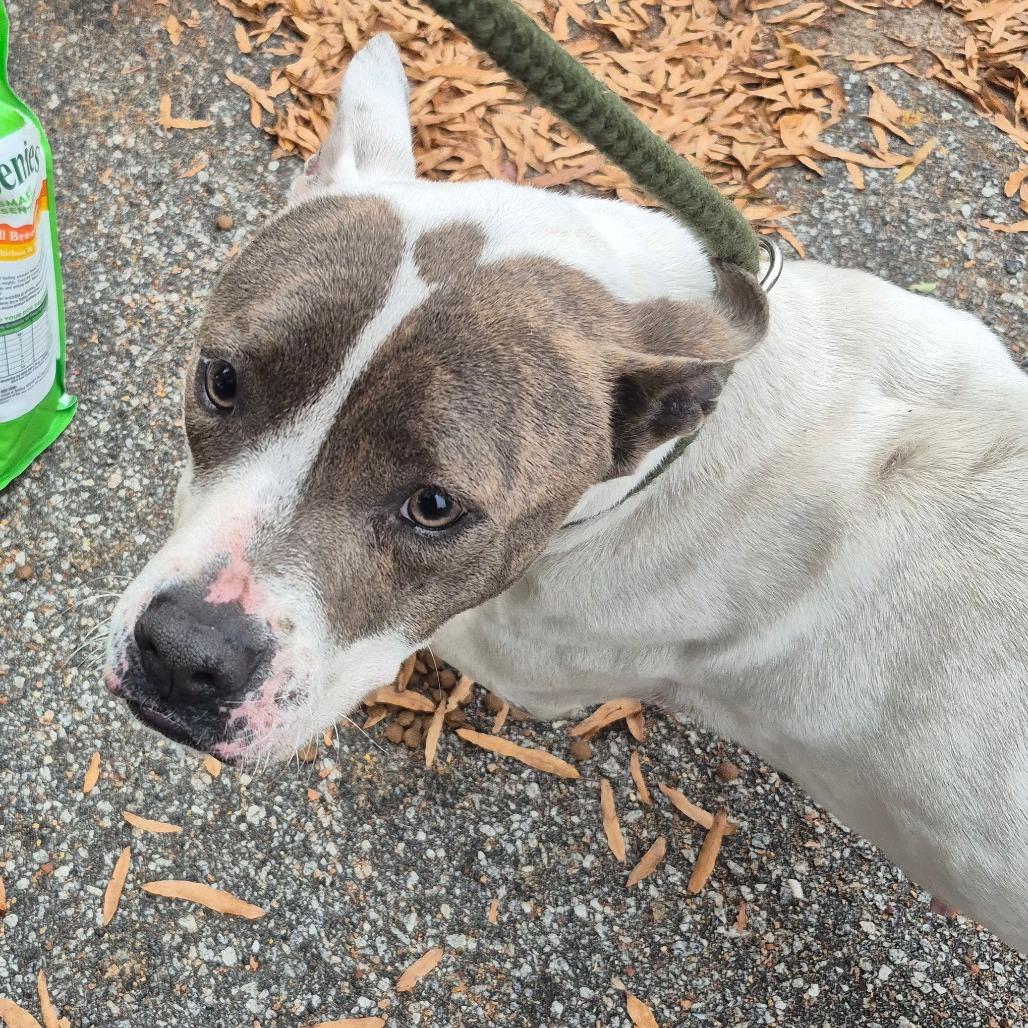 Enlarge Amelia, a Adoptable Mixed Breed in Hamilton, GA image 6/6