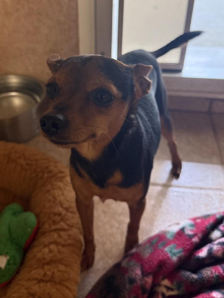 Scrappy, Adoptable, Adult Male Miniature Pinscher.