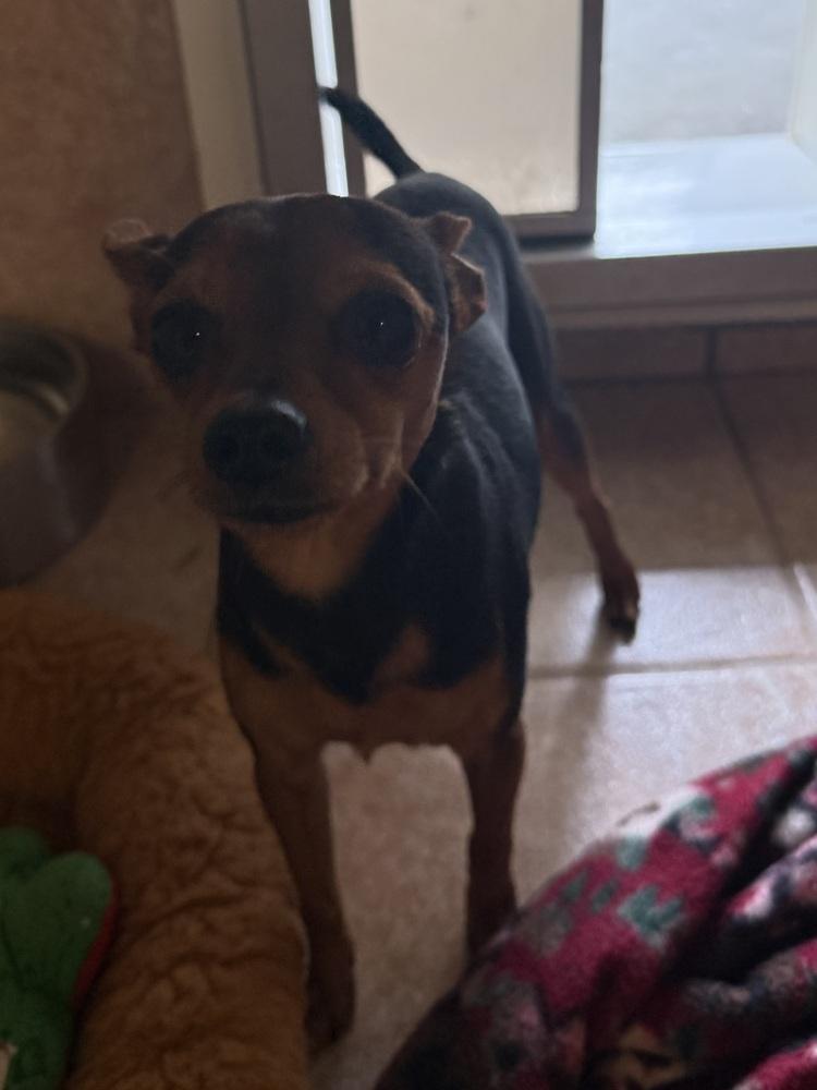 Enlarge Scrappy, a Adoptable Miniature Pinscher in Osgood, IN image 2/3