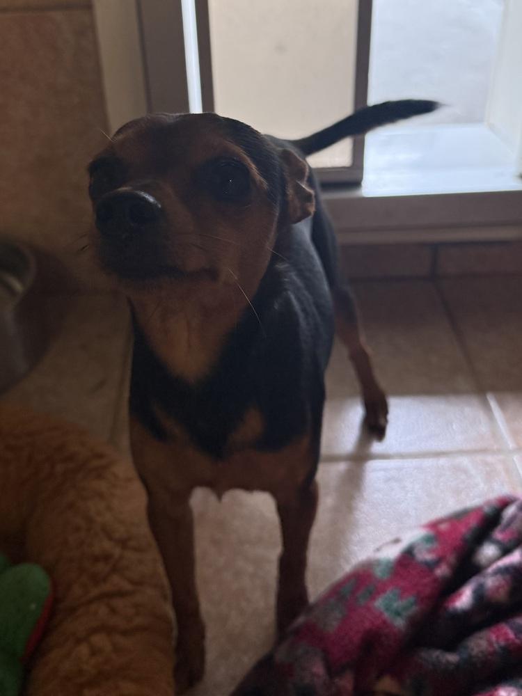 Enlarge Scrappy, a Adoptable Miniature Pinscher in Osgood, IN image 3/3