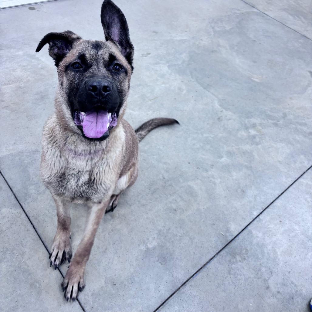 Enlarge Lucky Duck, a Adoptable Mixed Breed in Bismarck, ND image 1/6