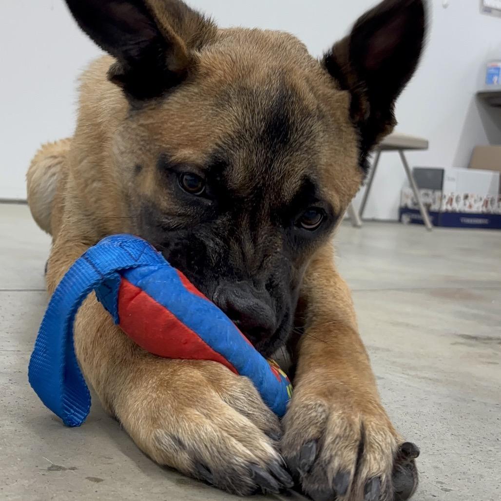 Enlarge Lucky Duck, a Adoptable Mixed Breed in Bismarck, ND image 2/6