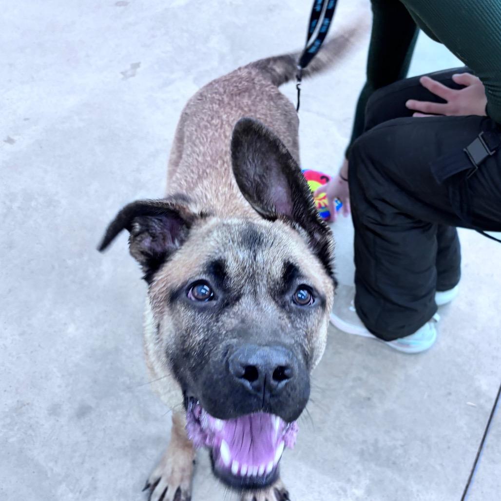 Enlarge Lucky Duck, a Adoptable Mixed Breed in Bismarck, ND image 4/6