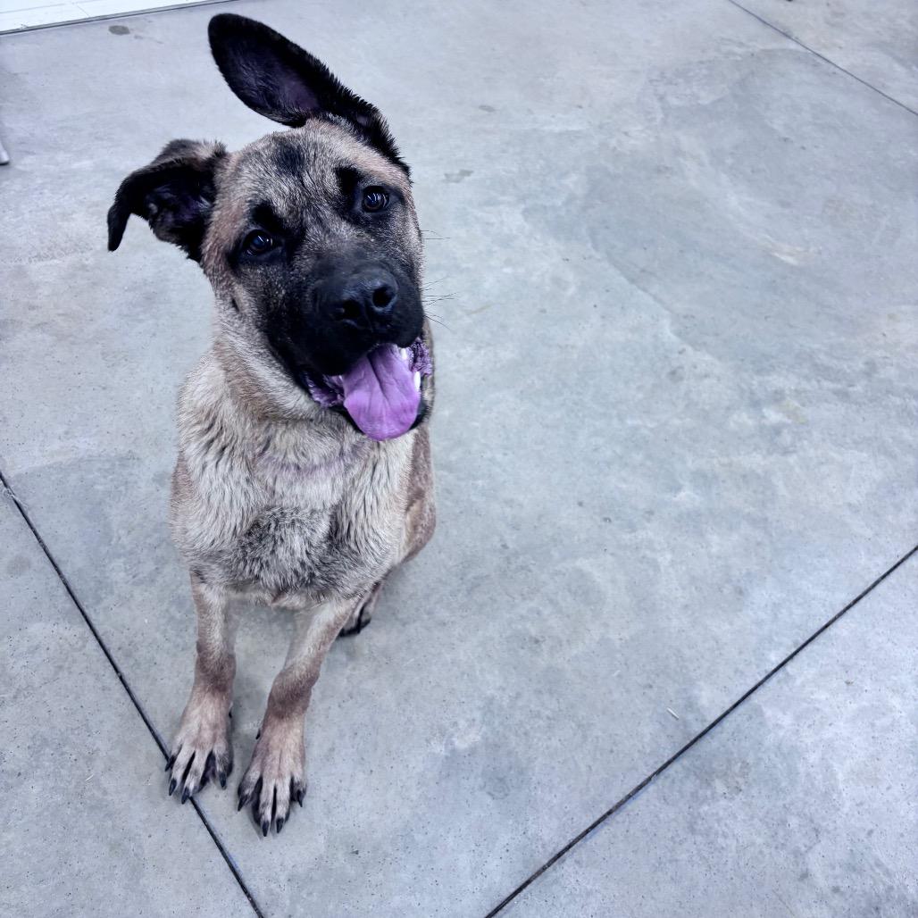 Enlarge Lucky Duck, a Adoptable Mixed Breed in Bismarck, ND image 5/6