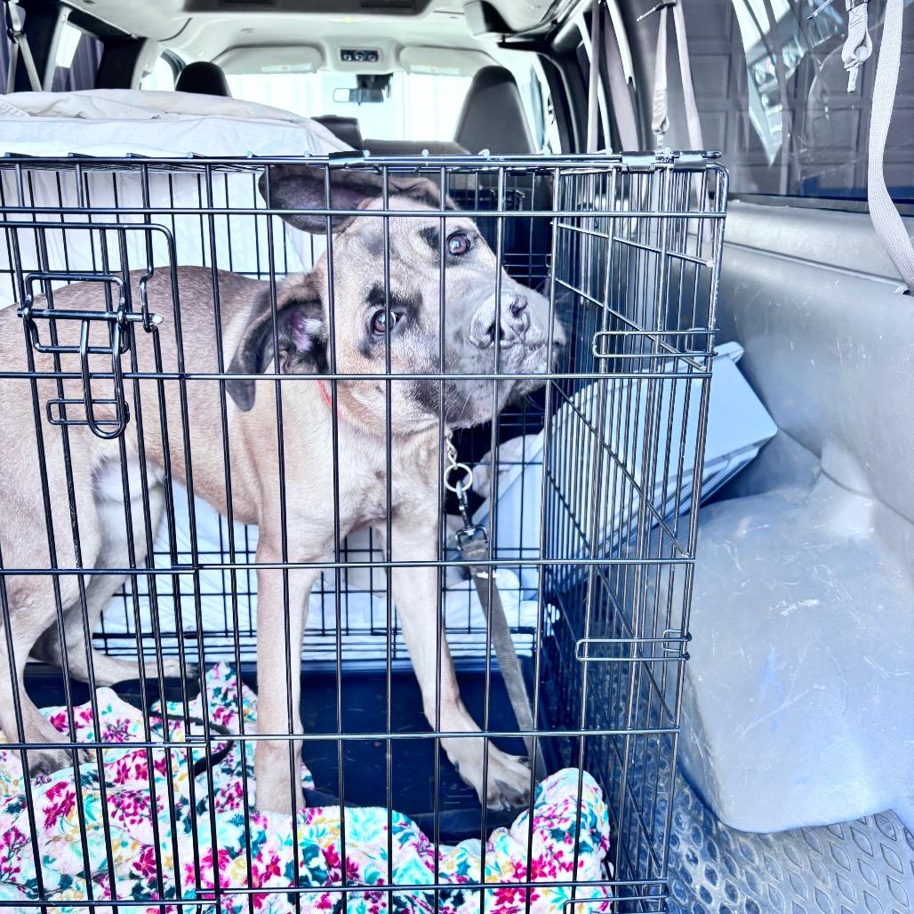 Enlarge Lucky Duck, a Adoptable Mixed Breed in Bismarck, ND image 6/6