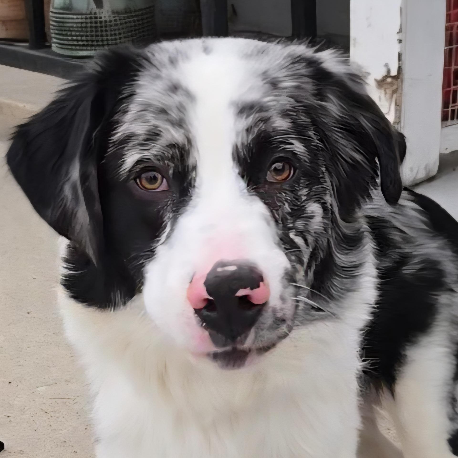 Enlarge Bark Ruffalo, an adopted mixed breed in Normal, IL image 1/5