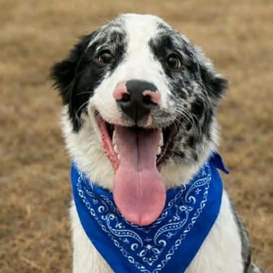 Enlarge Bark Ruffalo, an adopted mixed breed in Normal, IL image 3/5
