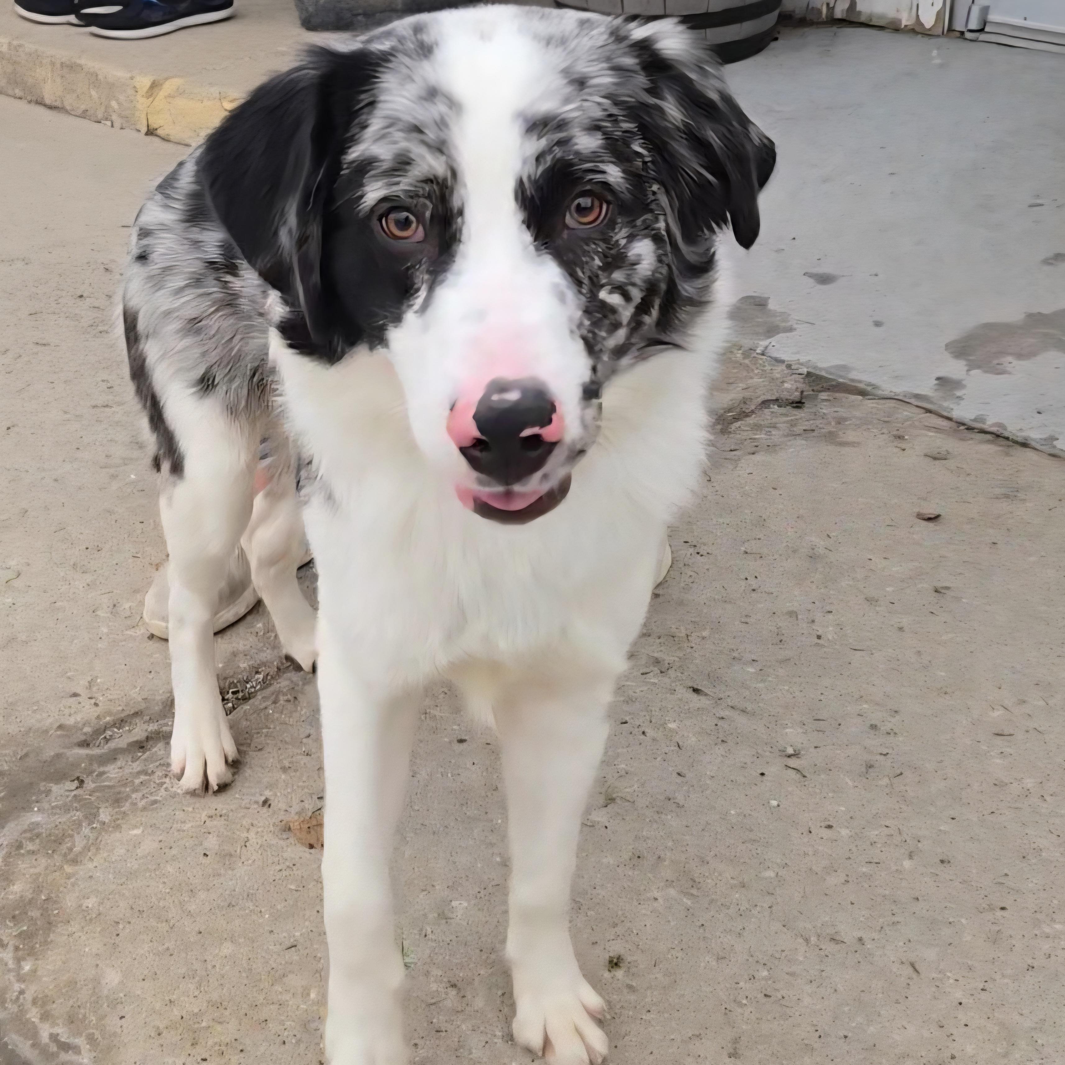 Enlarge Bark Ruffalo, an adopted mixed breed in Normal, IL image 2/5