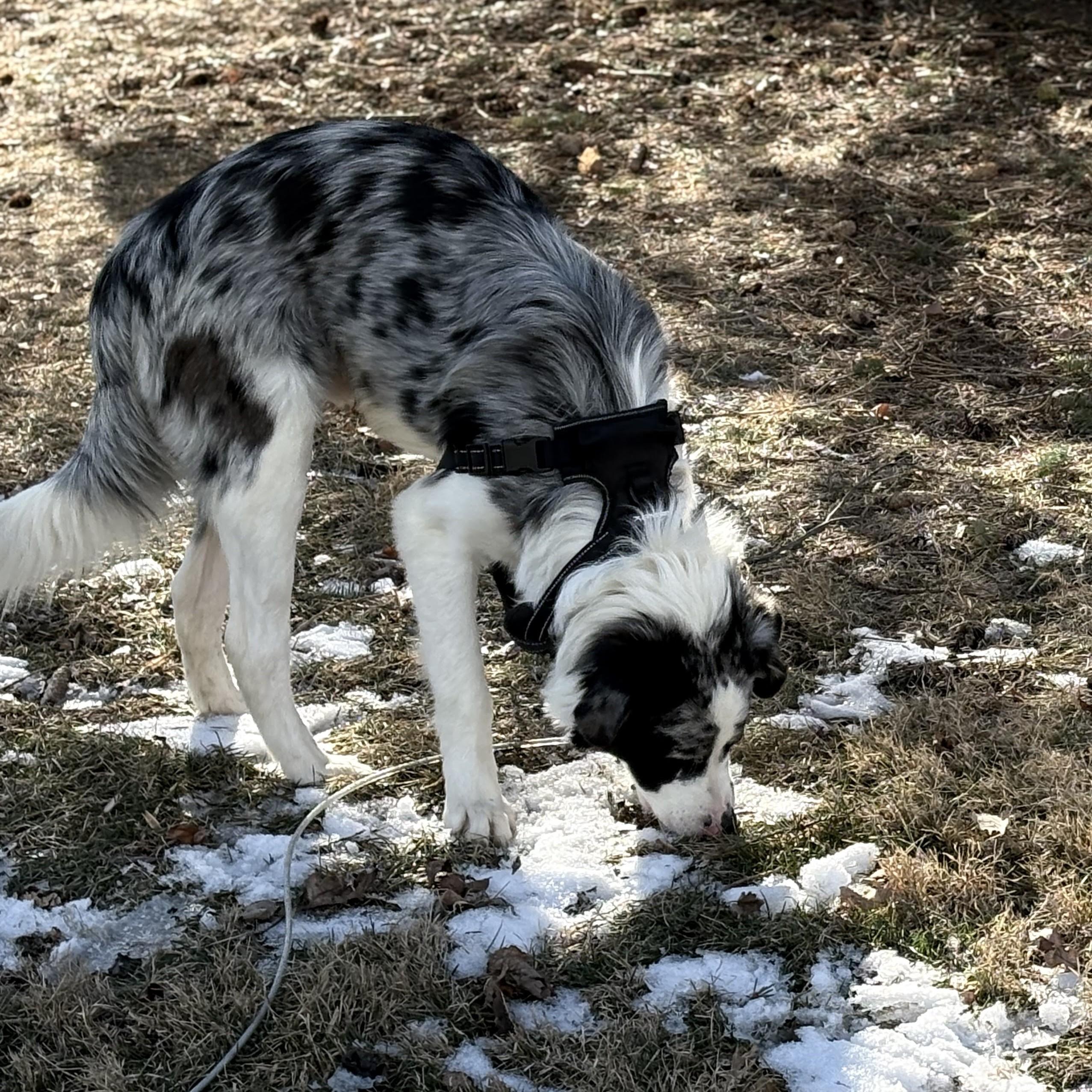 Enlarge Bark Ruffalo, an adopted mixed breed in Normal, IL image 5/5