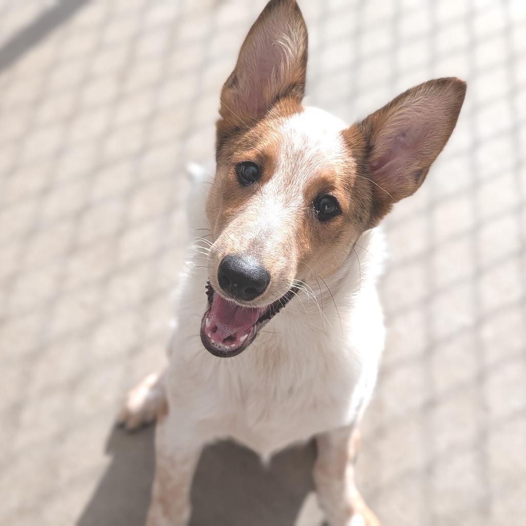 Butter Waffle Dinosaur, ADOPTABLE, Puppy Male Border Collie & Australian Cattle Dog / Blue Heeler.