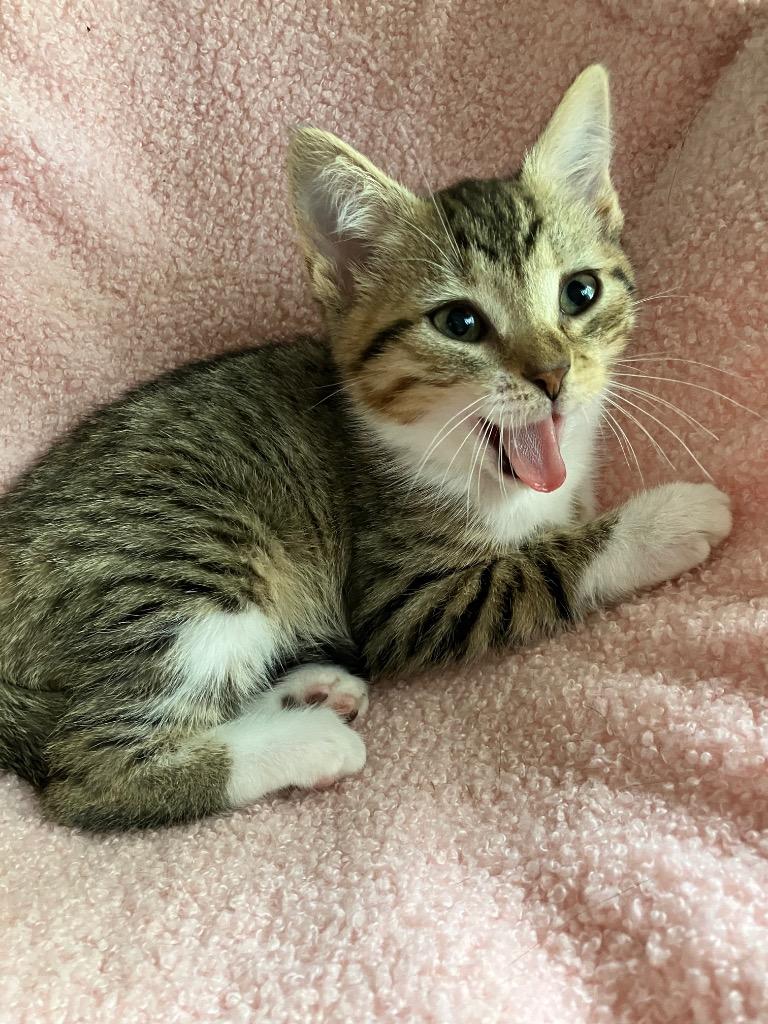 Munna, Adoptable, Kitten Female Domestic Short Hair.