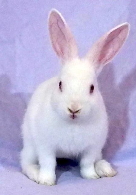 Enlarge Tansy, a Adoptable mixed breed in Scotts Valley, CA image 1/3