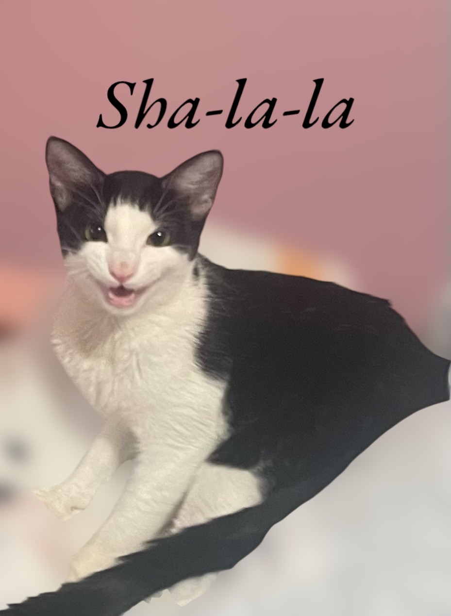 Cat for adoption Shalala, a Domestic Short Hair in Auburn, CA
