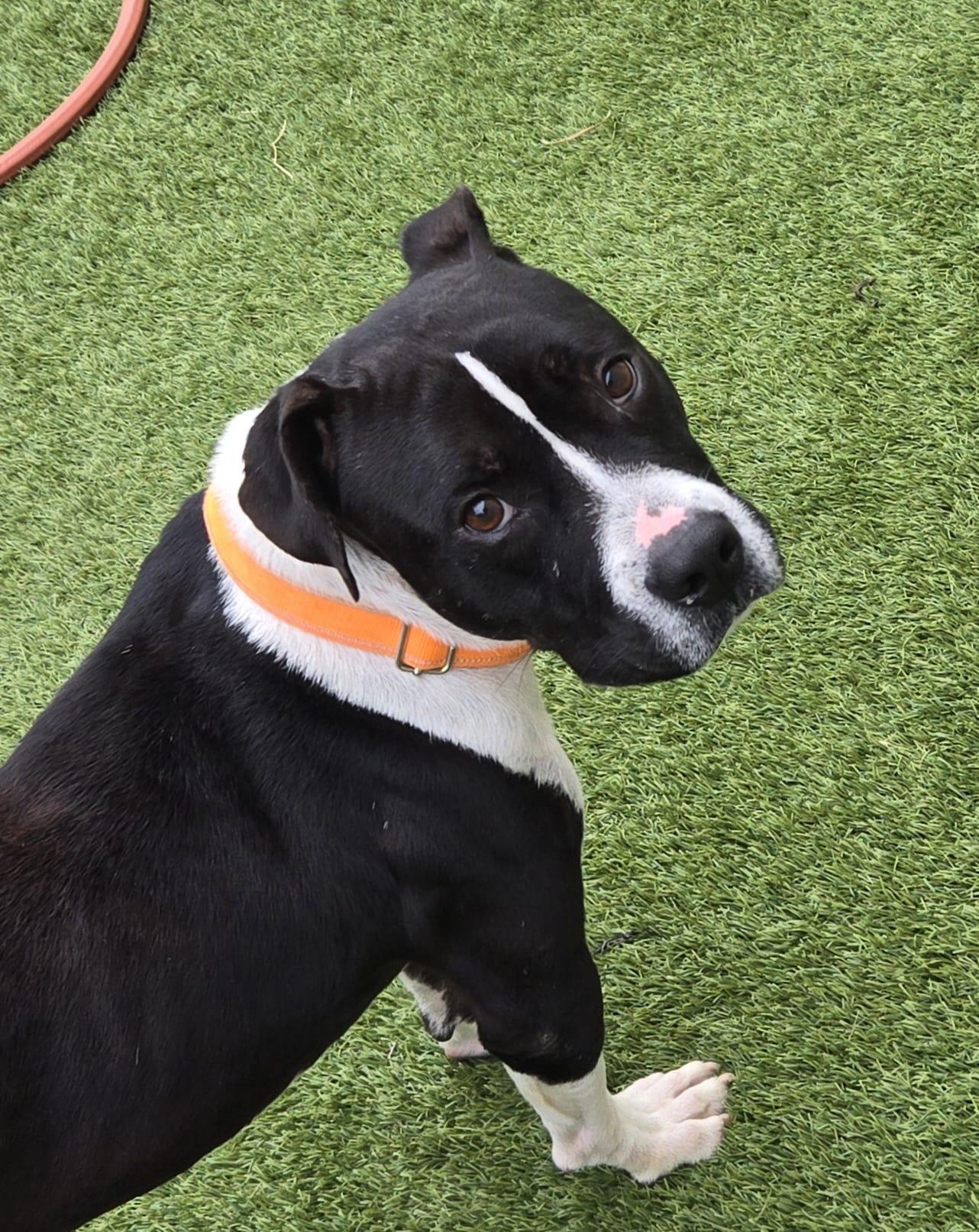 Waylon Jennings — thumbnail 2