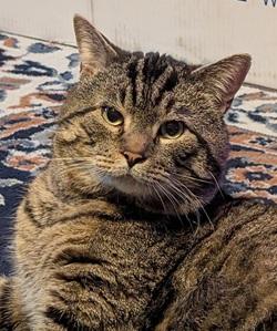 Maxie, Adoptable, Young Male Domestic Short Hair & Tabby.