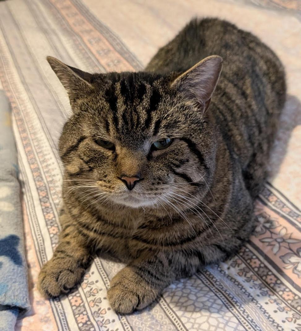 Maxie, Adoptable, Young Male Domestic Short Hair & Tabby.