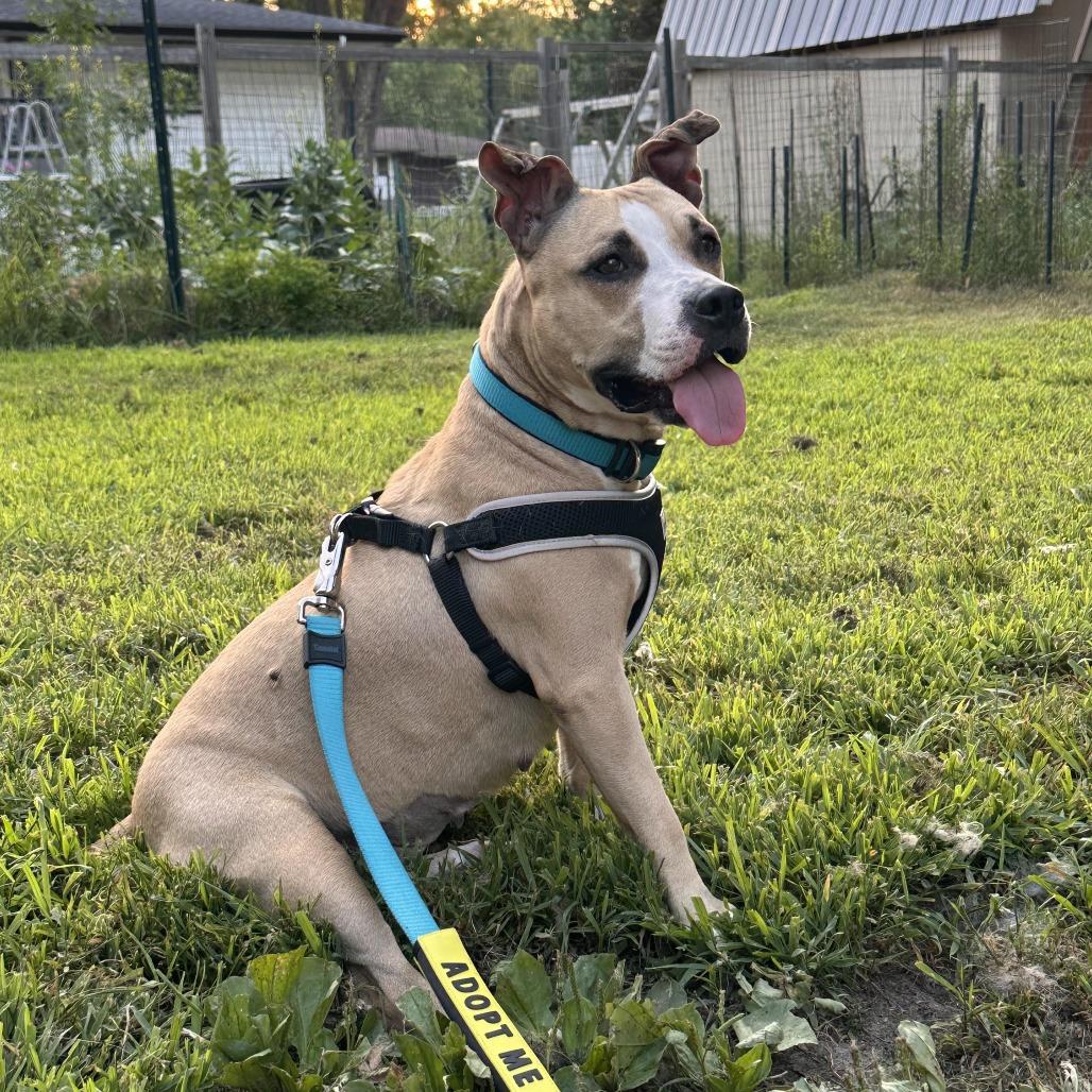 Enlarge Miss Thing D11517, a Adoptable mixed breed in Blaine, MN image 1/5