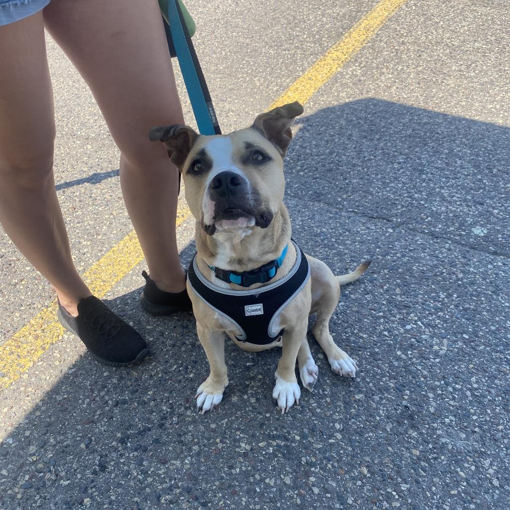 Enlarge Miss Thing D11517, a Adoptable mixed breed in Blaine, MN image 2/5