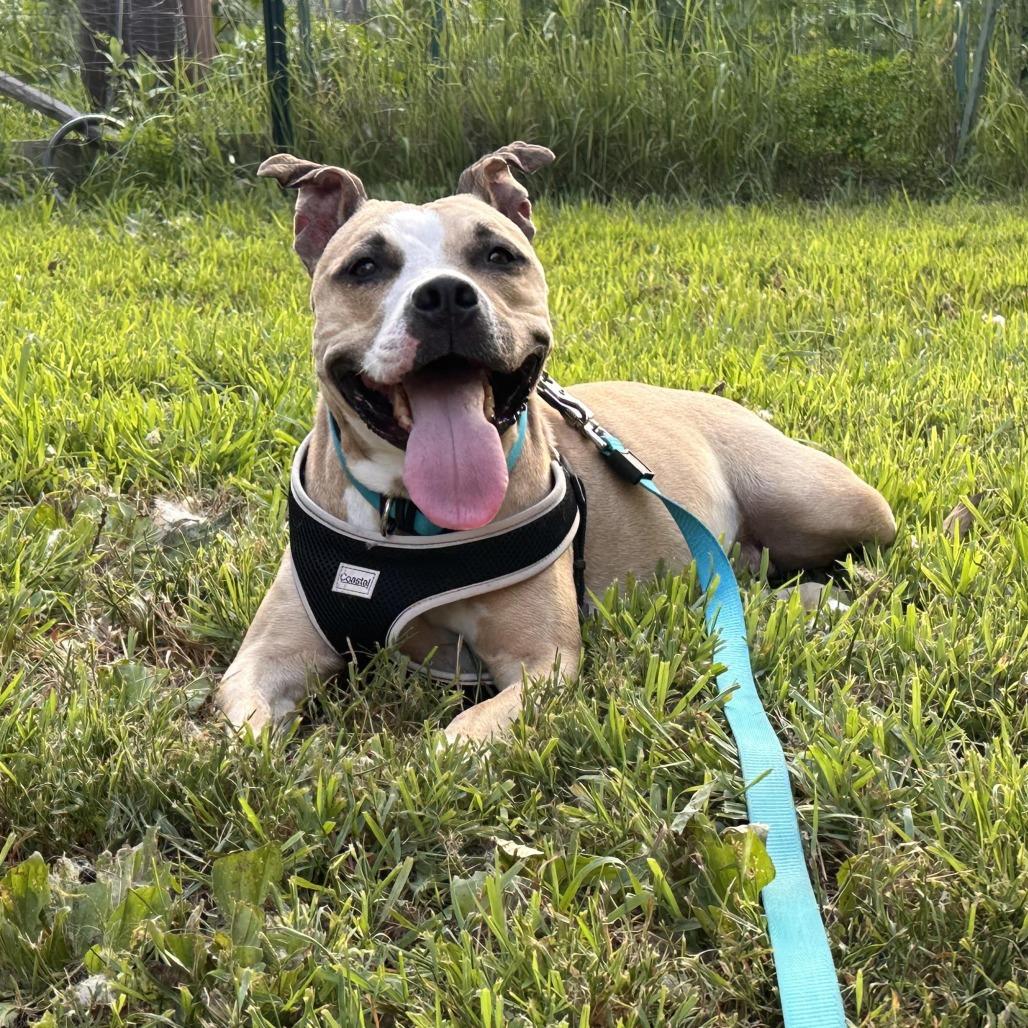 Enlarge Miss Thing D11517, a Adoptable mixed breed in Blaine, MN image 3/5
