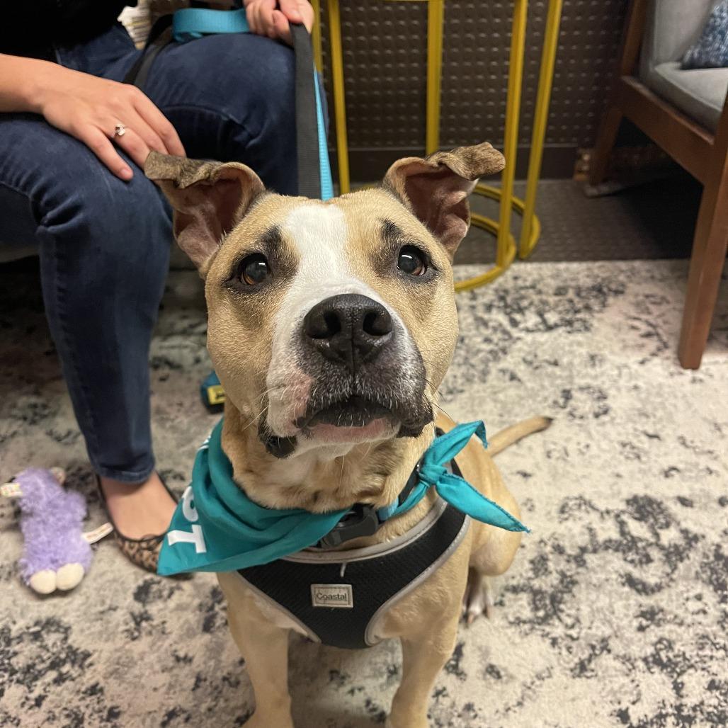 Enlarge Miss Thing D11517, a Adoptable mixed breed in Blaine, MN image 5/5