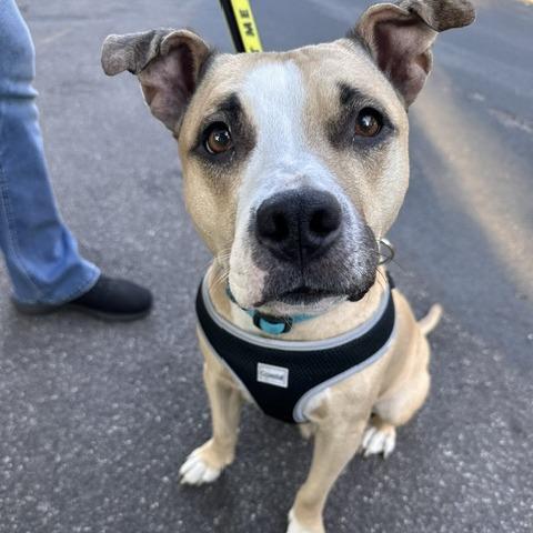 Miss Thing D11517, Adoptable, Adult Female Pit Bull Terrier & American Staffordshire Terrier.
