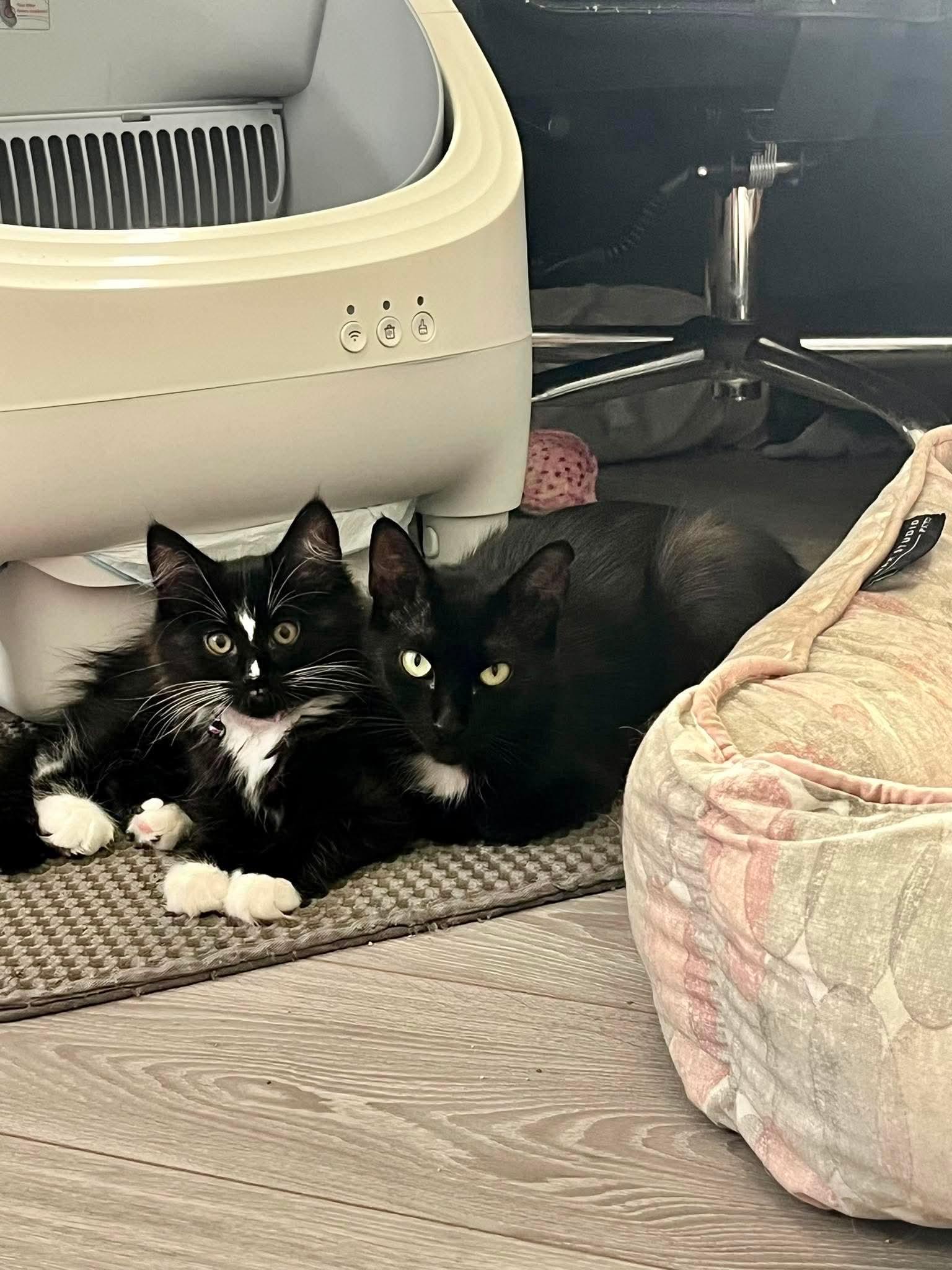 IVY 2 (bonded with BEAU), a Adoptable Domestic Short Hair in Tillsonburg, ON image 5/6