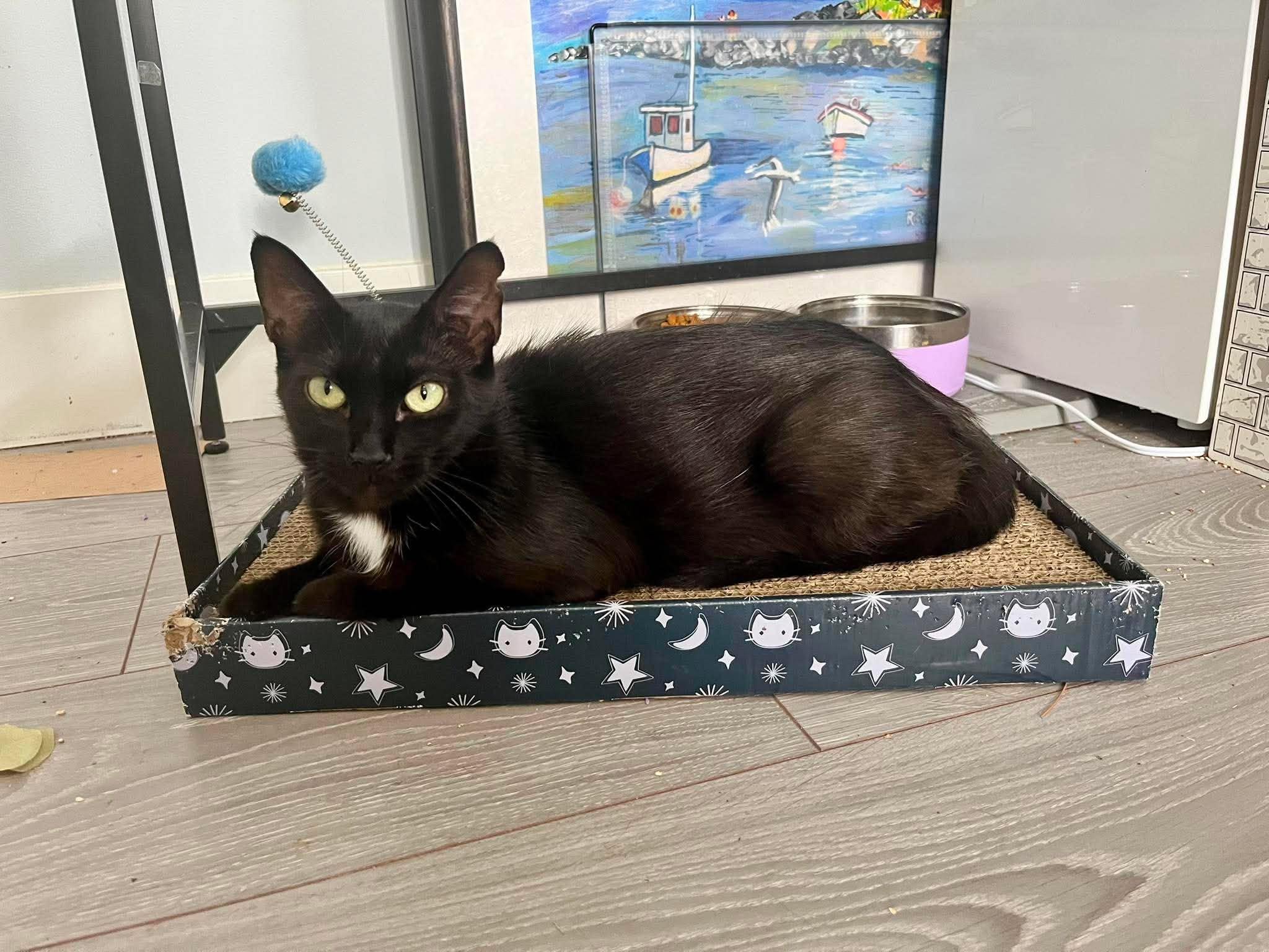 IVY 2 (bonded with BEAU), a Adoptable Domestic Short Hair in Tillsonburg, ON image 4/6