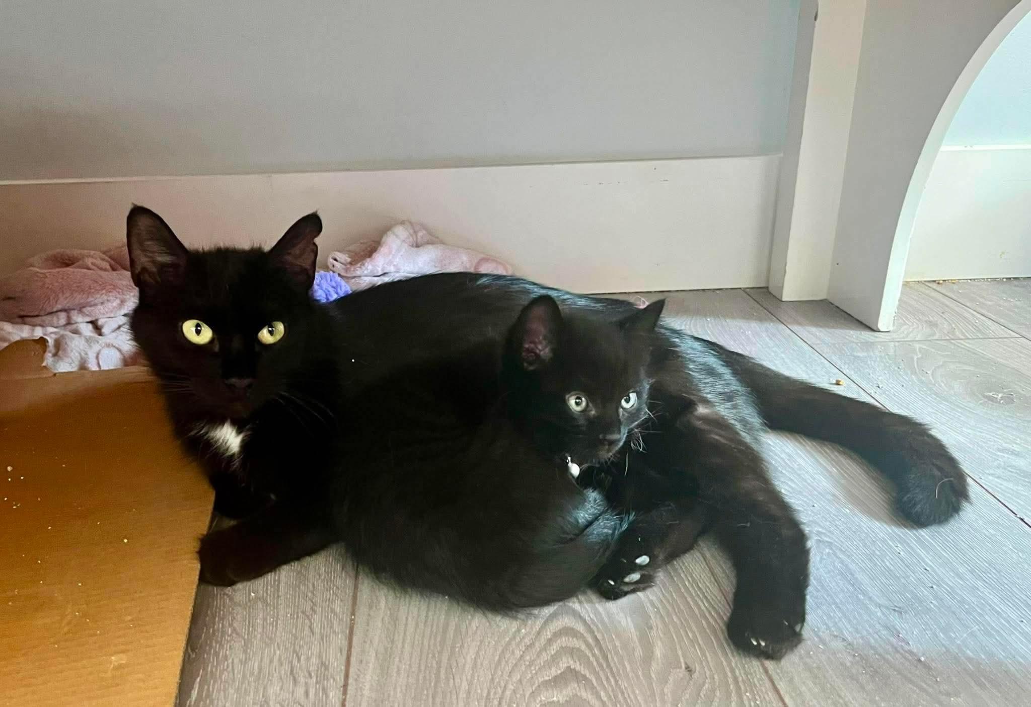 IVY 2 (bonded with BEAU), a Adoptable Domestic Short Hair in Tillsonburg, ON image 3/6